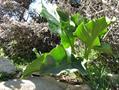 Arum detruncatum